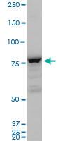 Anti-CDH5 Mouse Polyclonal Antibody