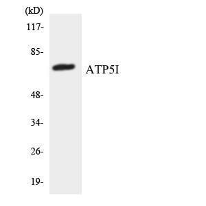 Western blot analysis of the lysates from 293 cells using Anti-ATP5I Antibody