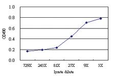 Anti-CREB3 Antibody Pair