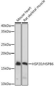 Antibody A305617-100 100 µl