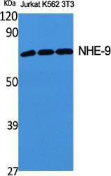 Western blot analysis of various cells using Anti-SLC9A9 Antibody