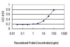 Anti-ATF3 Mouse Monoclonal Antibody [clone: 8G5]