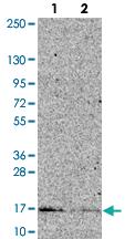 Anti-FCF1 Rabbit Polyclonal Antibody