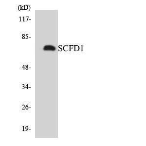 Western blot analysis of the lysates from 293 cells using Anti-SCFD1 Antibody