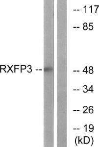 Anti-Relaxin 3 receptor 1 Rabbit Polyclonal Antibody