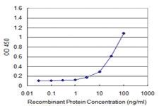 Anti-ATF3 Mouse Monoclonal Antibody [clone: 7G10]