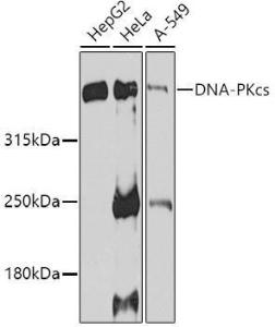 Western blot analysis of extracts of various cell lines, using Anti-DNA PKcs Antibody (A12159) at 1:1,000 dilution The secondary antibody was Goat Anti-Rabbit IgG H&L Antibody (HRP) at 1:10,000 dilution Lysates/proteins were present at 25 µg per lane