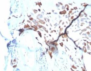 Immunohistochemical analysis of formalin-fixed, paraffin-embedded human placenta tissue using Anti-SPARC Antibody [OSTN/3933]