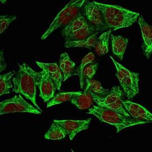 Immunofluorescent analysis of HeLa cells stained with Anti-Cytokeratin 7 Antibody [SPM270] followed by Goat Anti-Mouse IgG (CF&#174; 488) (Green). The nuclear counterstain is RedDot (Red).