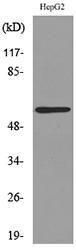 Western blot analysis of lysate from HepG2 cells using Anti-ASIC3 Antibody