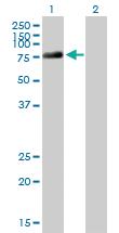 Anti-DDX4 Mouse Polyclonal Antibody