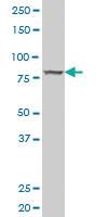 Anti-CDH11 Mouse Polyclonal Antibody