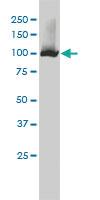 Anti-NNT Mouse Monoclonal Antibody [clone: 1D6]