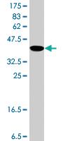 Anti-E2F3 Mouse Polyclonal Antibody