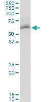 Anti-STK4 Mouse Polyclonal Antibody