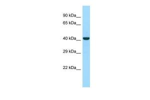 Anti-NKAP Rabbit Polyclonal Antibody