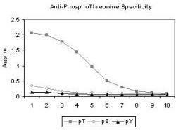 Anti-T Mouse polyclonal antibody [clone: 18F6]