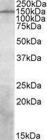 Anti-PREX1 Goat Polyclonal Antibody