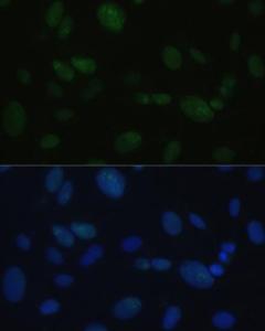 Immunofluorescence analysis of U-2OS cells using Anti-DNA PKcs Antibody (A12159) at a dilution of 1:100 DAPI was used to stain the cell nuclei (blue)