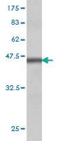 Anti-E2F3 Mouse Monoclonal Antibody [clone: 5F7]