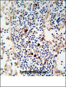 Anti-Kappa light chain Mouse Monoclonal Antibody (PE (Phycoerythrin)) [clone: HP6053]