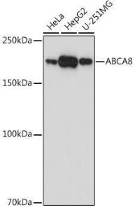 Western blot analysis of extracts of various cell lines, using Anti-ABCA8 Antibody (A308033) at 1:1000 dilution