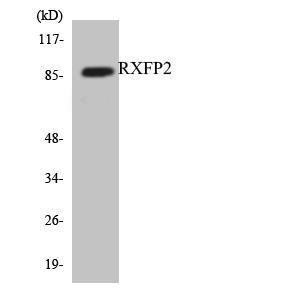 Western blot analysis of the lysates from HUVEC cells using Anti-RXFP2 Antibody