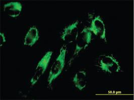 Anti-NNT Mouse Monoclonal Antibody [clone: 1D6]