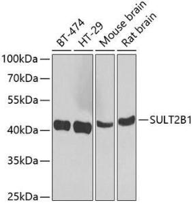 Western blot analysis of extracts of various cell lines, using Anti-SULT2B1 Antibody (A12160) at 1:1000 dilution. The secondary Antibody was Goat Anti-Rabbit IgG H&L Antibody (HRP) at 1:10000 dilution. Lysates/proteins were present at 25 µg per lane