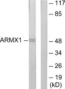 Western blot analysis of lysates from rat brain cells using Anti-ARMX1 Antibody The right hand lane represents a negative control, where the antibody is blocked by the immunising peptide