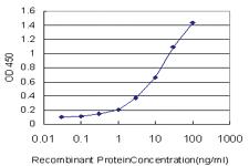 Anti-NNT Mouse Monoclonal Antibody [clone: 1D6]