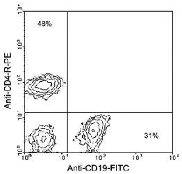 Anti-CD19 Rat Monoclonal Antibody (Spectral Red®) [clone: 6D5]