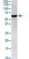 Anti-HS1BP3 Mouse Monoclonal Antibody [clone: 1E2]