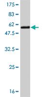 Anti-CACYBP Mouse Monoclonal Antibody [clone: 2E3]