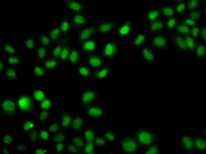 Immunofluorescence analysis of A549 cells using Anti-SULT2B1 Antibody (A12160)