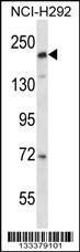 Anti-CD163L1 Rabbit Polyclonal Antibody (PE (Phycoerythrin))