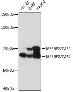 Antibody A308035-100 100 µl