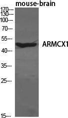 Western blot analysis of various cells using Anti-ARMX1 Antibody