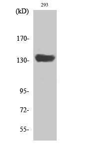 Anti-SFRS19 antibody