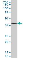 Anti-ATF4 Mouse Monoclonal Antibody [clone: 2B3]