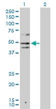 Anti-IDO1 Rabbit Polyclonal Antibody