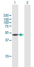 Anti-HIF3A Mouse Polyclonal Antibody