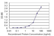 Anti-SMAD3 Mouse Monoclonal Antibody (Biotin)