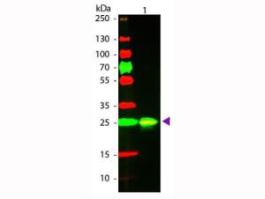 Anti-GST Goat polyclonal antibody (Texas Red®)