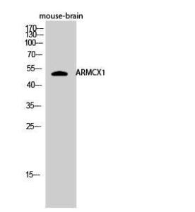 Western blot analysis of mouse brain cells using Anti-ARMX1 Antibody