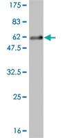 Anti-CACYBP Mouse Monoclonal Antibody [clone: 2E3]