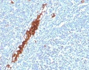 Immunohistochemical analysis of formalin-fixed, paraffin-embedded human tonsil tissue using Anti-SPARC Antibody [OSTN/3304]