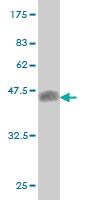 Anti-E2F4 Mouse Monoclonal Antibody [clone: 5B7]