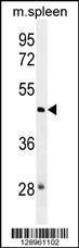 Anti-NSUN3 Rabbit Polyclonal Antibody (Biotin)