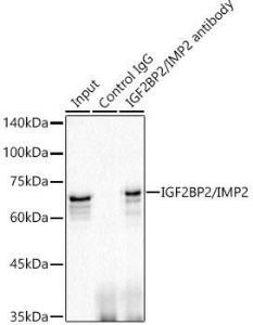 Antibody A308035-100 100 µl